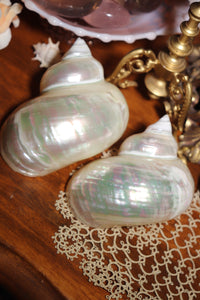 (1) Pearlized Turbo Burgess