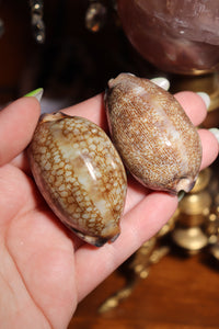 (1) Cyprea Eglantina Shell