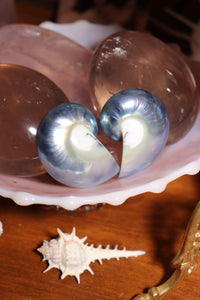 (1) Half-Cut Blue Nautilus Pair