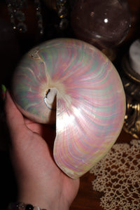 (1) Large Pearlized Nautilus Pompilus