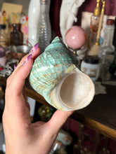 Load image into Gallery viewer, (1) Large Green/Teal Turbo Burgess Shell