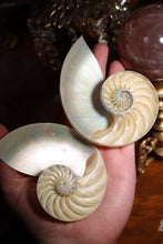 Load image into Gallery viewer, (1) Pearlized Split Nautilus Pompilius PAIR