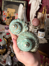 Load image into Gallery viewer, (1) Large Green/Teal Turbo Burgess Shell