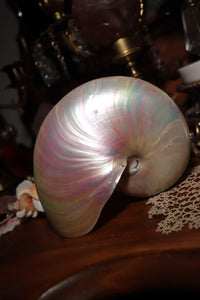 (1) Large Pearlized Nautilus Pompilus