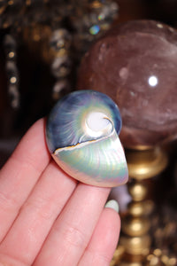 (1) Tiger Eye Half-Cut Nautilus SINGLE