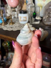 Load image into Gallery viewer, (1) Pearlized Turbo Argyrostomus Shell
