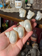 Load image into Gallery viewer, (1) Pearlized Turbo Argyrostomus Shell