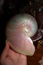 Load image into Gallery viewer, (1) Large Pearlized Nautilus Pompilus
