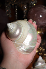 Load image into Gallery viewer, (1) Pearlized Turbo Burgess