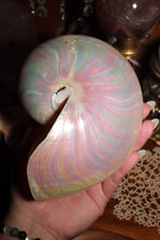 Load image into Gallery viewer, (1) Large Pearlized Nautilus Pompilus