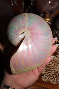 (1) Large Pearlized Nautilus Pompilus