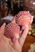 Load image into Gallery viewer, (1) Pecten Palium Shell (Two Sizes)