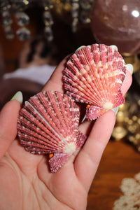 (1) Pecten Palium Shell (Two Sizes)