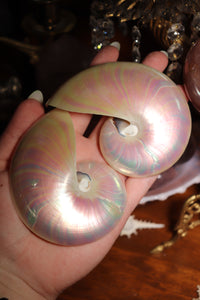 (1) Pearlized Split Nautilus Pompilius PAIR