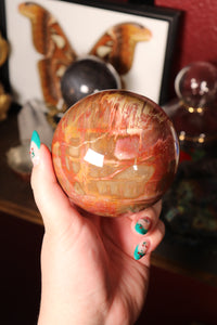 Large Petrified Wood Sphere