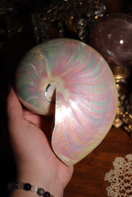 Load image into Gallery viewer, (1) Large Pearlized Nautilus Pompilus