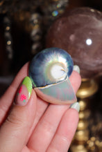 Load image into Gallery viewer, (1) Tiger Eye Half-Cut Nautilus SINGLE