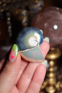 (1) Tiger Eye Half-Cut Nautilus SINGLE
