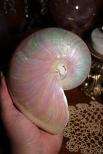 Load image into Gallery viewer, (1) Large Pearlized Nautilus Pompilus