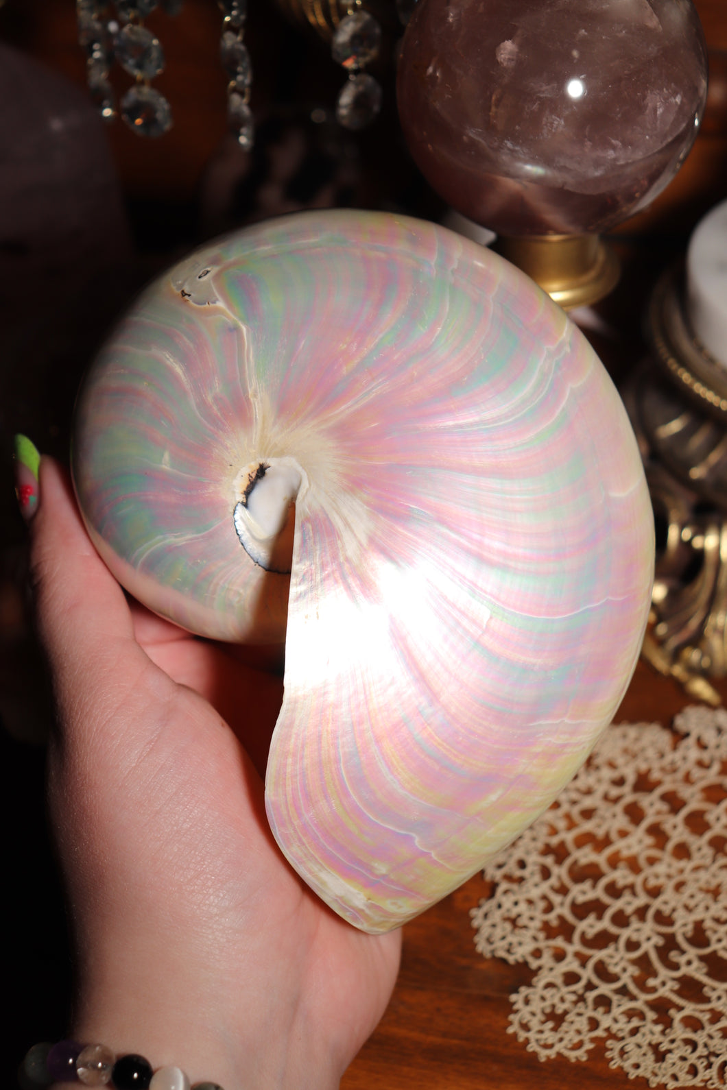 (1) Large Pearlized Nautilus Pompilus