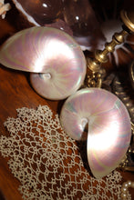 Load image into Gallery viewer, (1) Pearlized Split Nautilus Pompilius PAIR