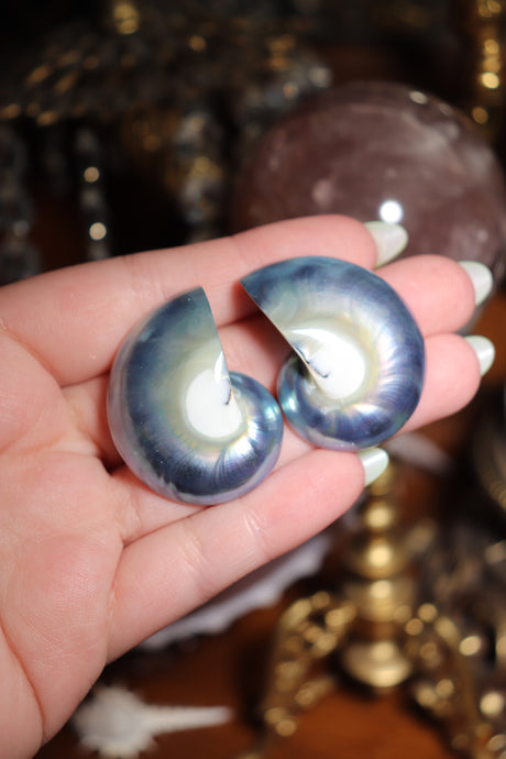 (1) Half-Cut Blue Nautilus Pair