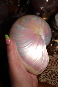 (1) Large Pearlized Nautilus Pompilus