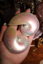 Load image into Gallery viewer, (1) Pearlized Split Nautilus Pompilius PAIR
