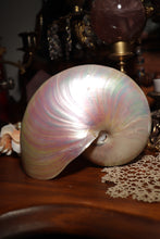 Load image into Gallery viewer, (1) Large Pearlized Nautilus Pompilus