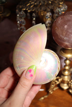 Load image into Gallery viewer, (1) Pearlized Split Nautilus Pompilius PAIR