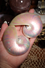 Load image into Gallery viewer, (1) Pearlized Split Nautilus Pompilius PAIR