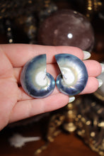 Load image into Gallery viewer, (1) Half-Cut Blue Nautilus Pair