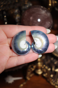 (1) Half-Cut Blue Nautilus Pair