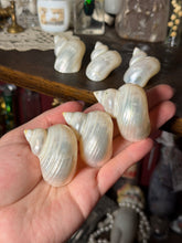 Load image into Gallery viewer, (1) Pearlized Turbo Argyrostomus Shell