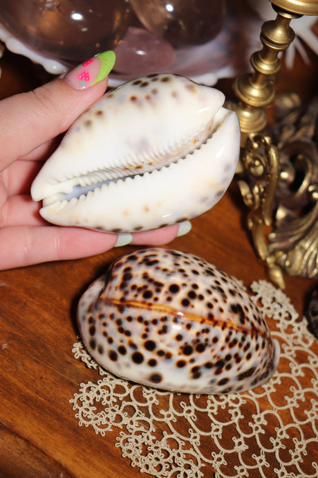 (1) Cyprea Tigris Shell