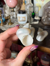 Load image into Gallery viewer, (1) Pearlized Turbo Argyrostomus Shell
