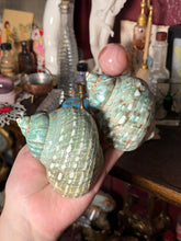 Load image into Gallery viewer, (1) Large Green/Teal Turbo Burgess Shell