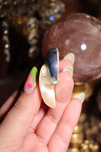 Load image into Gallery viewer, (1) Tiger Eye Half-Cut Nautilus SINGLE