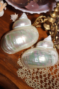 (1) Pearlized Turbo Burgess