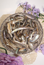 Load image into Gallery viewer, (1) Medium Abalone Shell