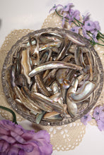 Load image into Gallery viewer, (1) Medium Abalone Shell