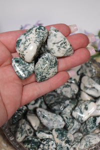 (1) Tree Agate Tumble